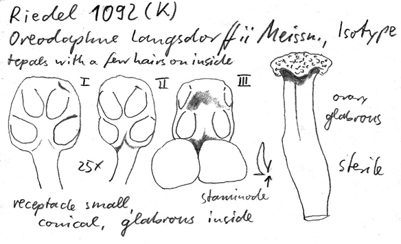 Vorschaubild Oreodaphne langsdorffii Meisn.